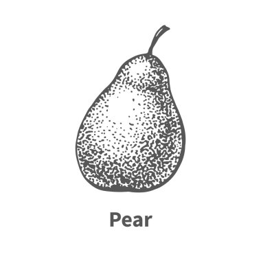 Vektör resim çizilmiş armut