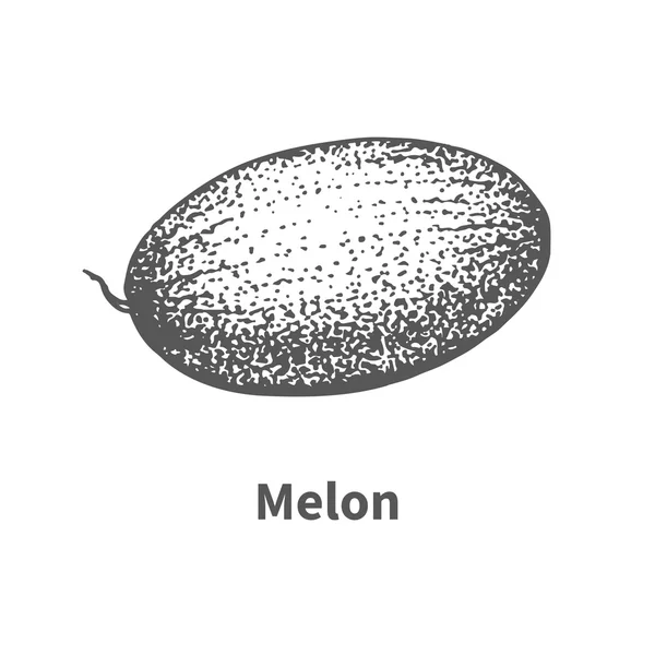 Ilustração vetorial melão desenhado à mão — Vetor de Stock