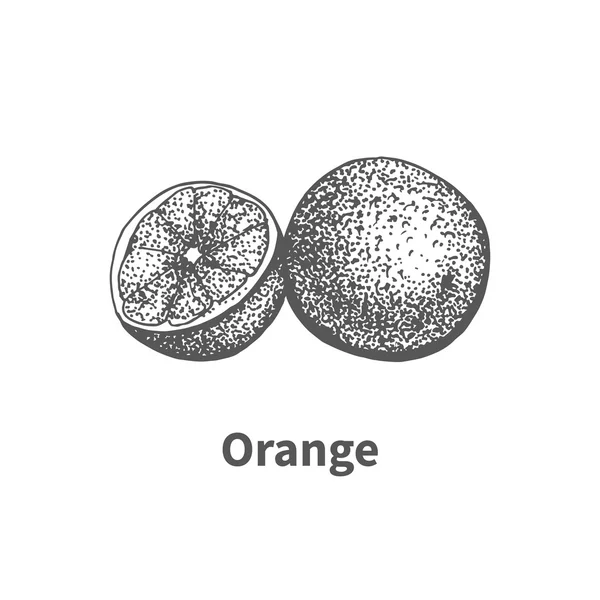 ベクトル イラスト手描きオレンジ — ストックベクタ