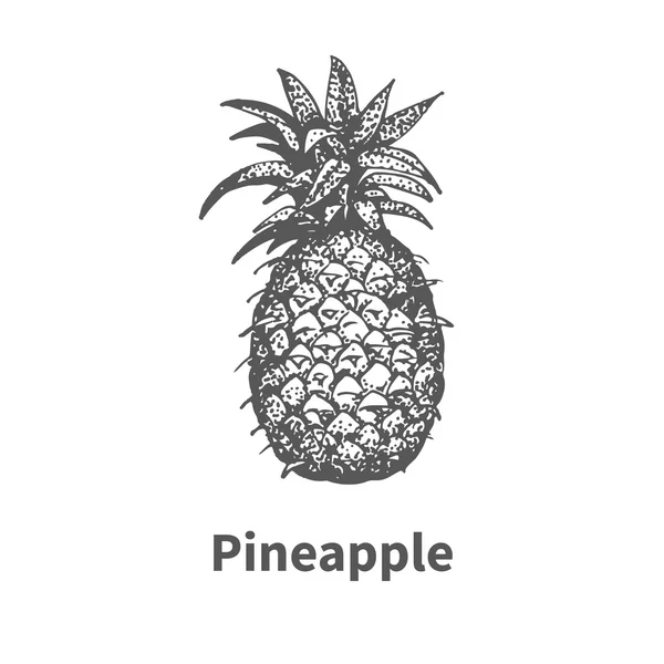 Vector illustration hand-drawn pineapple — Stock Vector