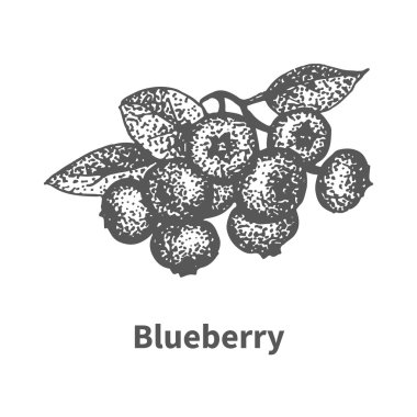 Yaban mersini yaprakları ve dalları ile kroki