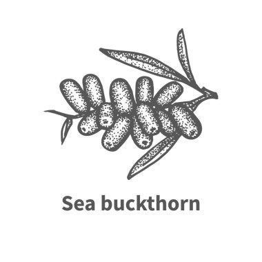 Deniz topalak yaprakları ve dalları ile kroki