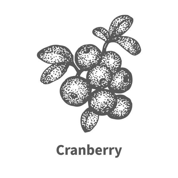 素描蔓越莓用树枝和树叶 — 图库矢量图片