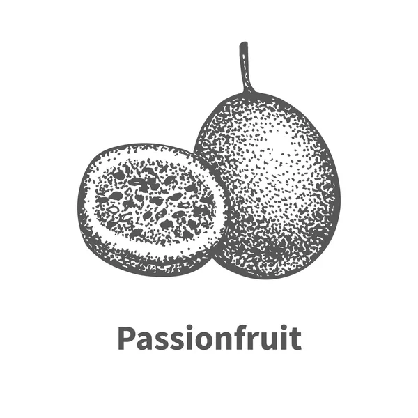 Croquis de caniche fruit de la passion dessiné à la main — Image vectorielle