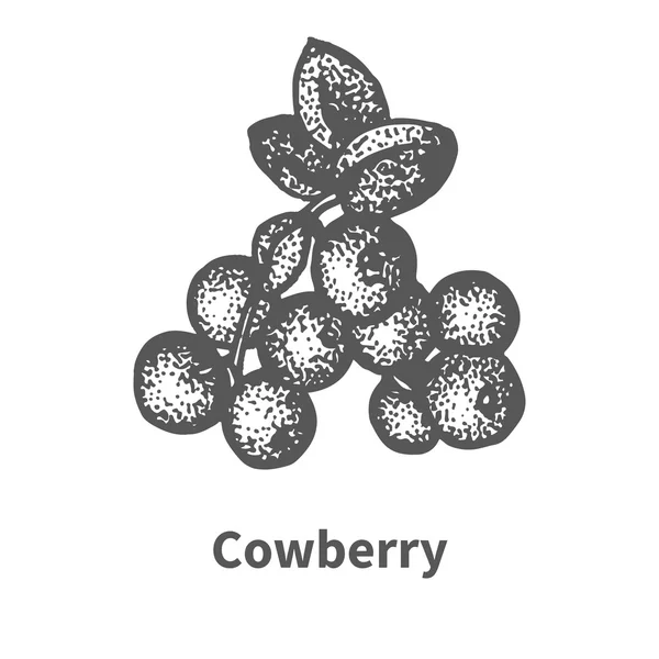 Sketch cowberry com folhas e ramos — Vetor de Stock
