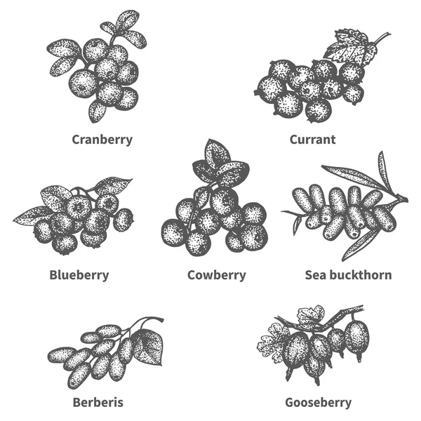 素描涂鸦手绘集的浆果 — 图库矢量图片