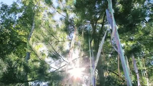 Colored Ribbons Hang on the Trees — Stock Video