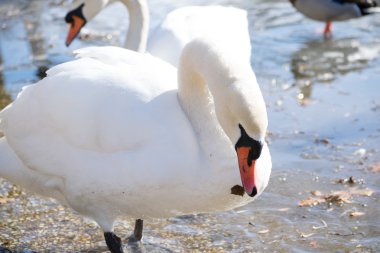 Tutulmuş kafasından kuğu