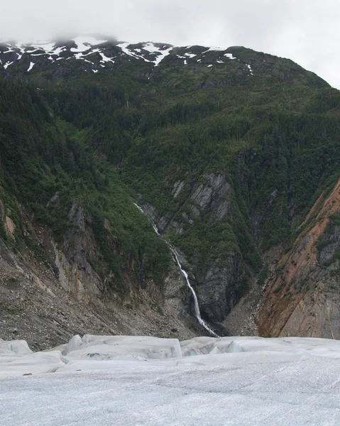 Fleur d'asclépiade d'Alaska — Photo