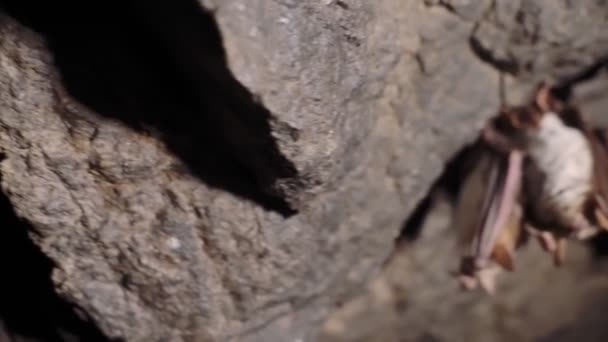 Pipistrelli che dormono in una grotta in inverno. La telecamera è in movimento. — Video Stock