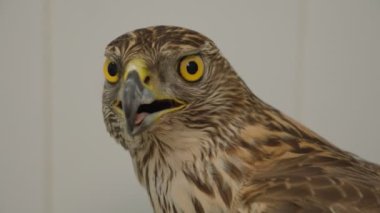 Oren veteriner kliniğinde muayene ediliyor..