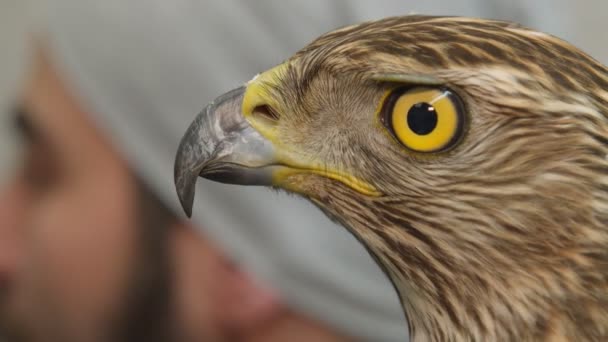 Oren undersöks på veterinärkliniken. — Stockvideo