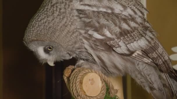 El búho se sienta en una percha y limpia su pico. Teatro Zoológico del Búho, donde los visitantes pueden visitar la sociedad de los búhos. — Vídeos de Stock