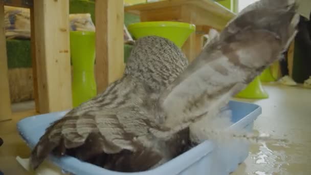 El búho se está bañando en un lavabo. Teatro Zoológico del Búho, donde los visitantes pueden visitar la sociedad de los búhos. — Vídeo de stock