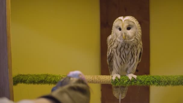 Memberi makan burung hantu. Owl Zoo Theater, di mana pengunjung dapat mengunjungi masyarakat burung hantu. — Stok Video