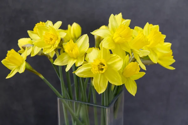 Sarı nergis, jonquils.