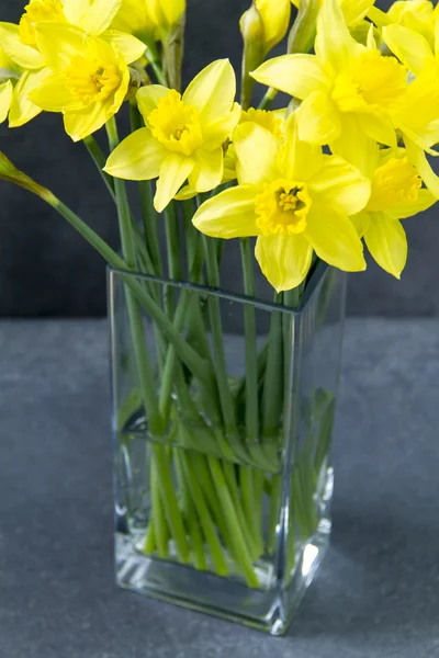Sarı nergis, jonquils.