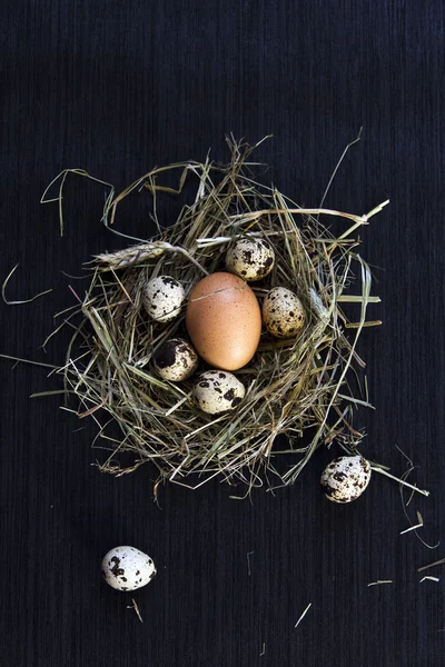 Bıldırcın yumurtası saman üzerinde.
