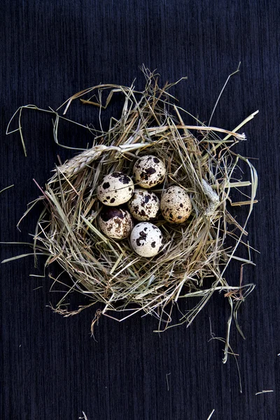 Bıldırcın yumurtası saman üzerinde.