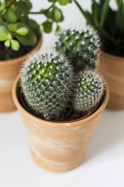 Succulents ve saksı kaktüs. Beyaz arka plan.