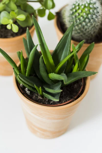 Succulents and cactus in flowerpot. Latar belakang putih . — Stok Foto