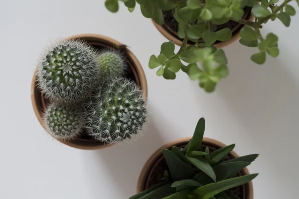Succulents ve saksı kaktüs. Beyaz arka plan.