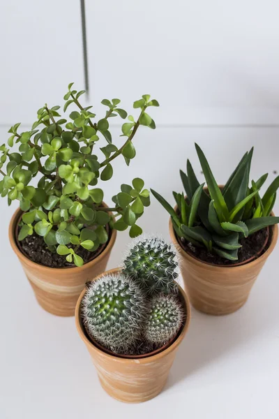 Sukkulenten und Kakteen im Blumentopf. weißer Hintergrund. — Stockfoto