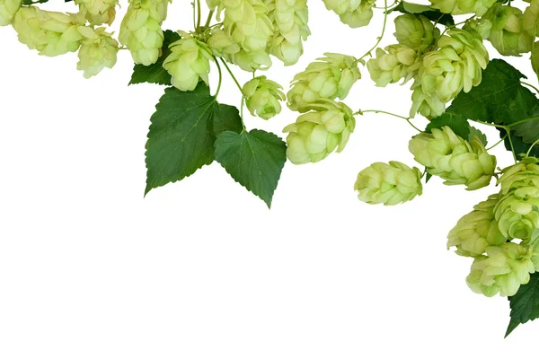 Hop with leaves isolated on white background — Stock Photo, Image