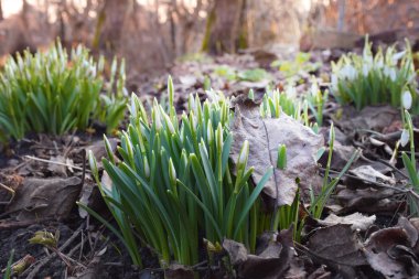 Genç kardelen ile eski bir düşen yapraklar Filiz.