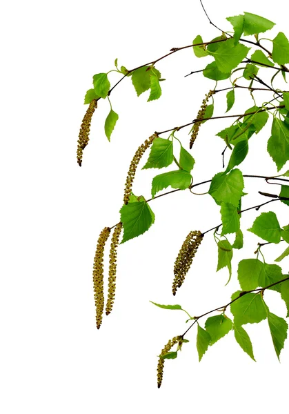 Young branch of birch with buds and leaves , isolated — Stock Image Young branch of birch with buds and leaves , isolated Stock Picture