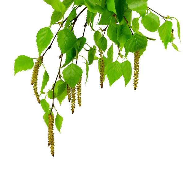 Молодая ветвь березы с бутонами и листьями, изолированные — стоковое фото