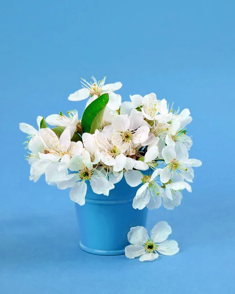 Cherry blossoms in a small decorative bucket.Close-up.