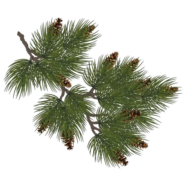 Christmas Decoration Pine Branch Pine Cones Winter New Year Concept — Stock Photo, Image