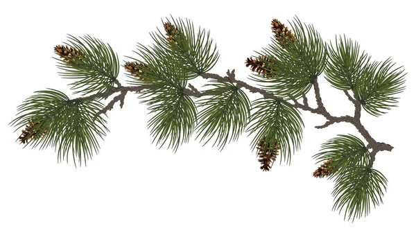 Green Christmas Border Pine Branch Isolated White Background Xmas Garland — Stock Photo, Image