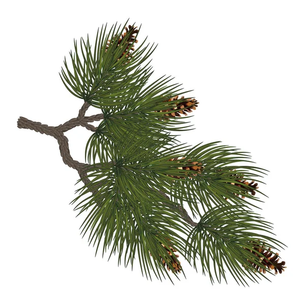 솔방울달린 소나무 가지들 천연적 전통적 크리스마스 파라오 고립되어 포스터 전단등을 — 스톡 사진