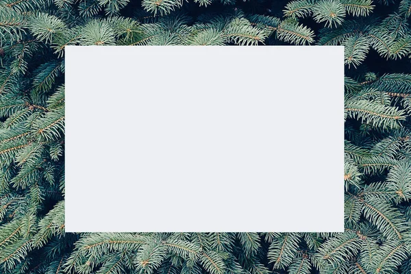 常緑樹の枝 クリスマスやお祝いの季節のアイデア ミニマルなデザインの真ん中に白いカードで休日の背景 平置きだ 最上階だ クリスマスの背景 — ストック写真
