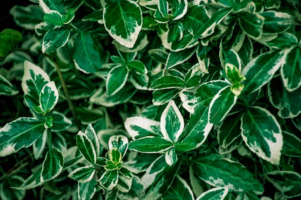 Zöld Levél Textúra Háttér Tapéta Levél Felület Természetes Zöld Növények — Stock Fotó