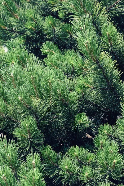 Hintergrund Der Weihnachtsbaumzweige Tanne Kiefer Nadelbaum Textur Hintergrund Winter Tannenbaum — Stockfoto