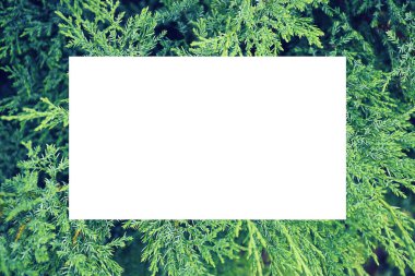 Yeşil bitkilerle dolu boş kart modelleme şablonu, düğün davetiyesi için tasarım elemanı, teşekkür kartı, tebrik kartı ya da davetiye kartı. Yeşil yaprakların üst görüntüsü. Kopyalama alanı olan arkaplan yerleştirir.