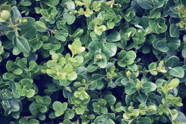 Yeşil doku arka planı. Duvar kağıdı yaprağı yüzeyde doğal yeşil bitkiler manzara, ekoloji, yeni duvar kağıdı konsepti. Yeşil yaprakların doğası. Bahar yeşili taze yapraklar..