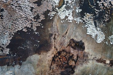 Kalıplaşmış ve çatlamış eski ahşap yüzeyinin dokusu. Yıpranmış odun. Mantar ve küf eski odunu yok eder. Tahta. Çürük odunların yakın çekimi..