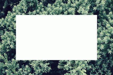 Yeşil bitkilerle dolu boş kart modelleme şablonu, düğün davetiyesi için tasarım elemanı, teşekkür kartı, tebrik kartı ya da davetiye kartı. Yeşil yaprakların üst görüntüsü. Kopyalama alanı olan arkaplan yerleştirir.