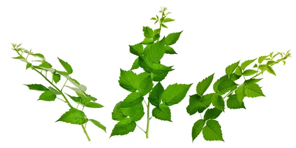 覆盆子叶子 治疗植物 覆盆子叶的茶有助于感冒和流感 覆盆子叶 — 图库照片