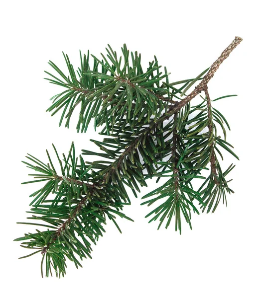 Fir Tree Branch Isolated Shadow White Background Pine Branch Christmas — Stock Photo, Image