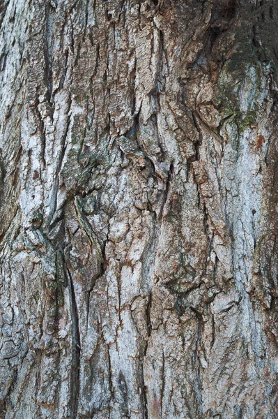 Texture Sculptée Écorce Arbre Écorce Arbre Adulte Avec Des Fissures — Photo