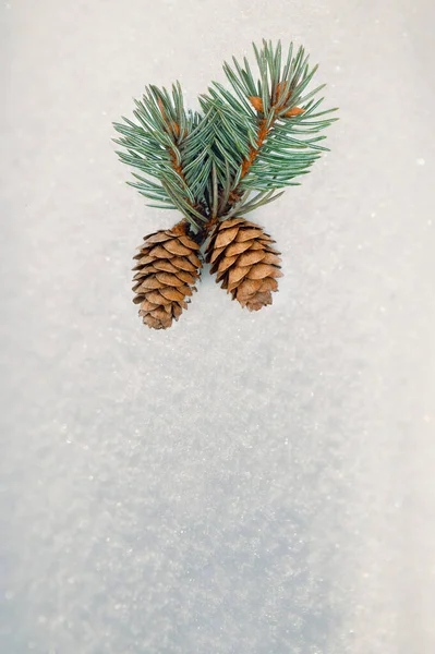 冬のお祝いの自然コンセプト フラットレイアウト コピースペース 松のコーンとクリスマスの背景 雪の上のモミの枝 装飾や雪と冬の休日の背景 テキスト用のスペース トップ表示 — ストック写真