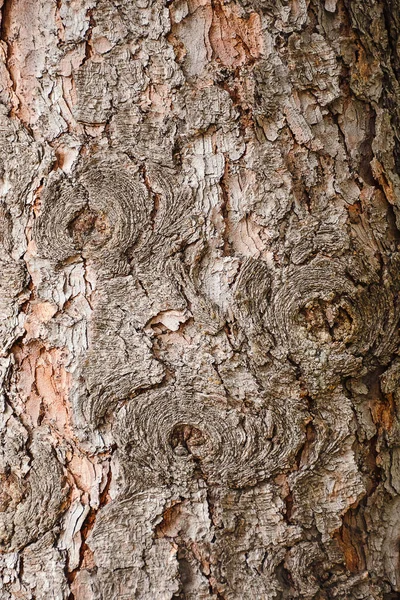 Écorce Bois Naturel Sèches Fissurées Irrégularités Sur Surface Texture Écorce — Photo