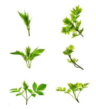 Bir demet mürver çiçeği. Mürver böğürtlen, çiçek açan tıbbi bitki. Yaşlı. Şifalı bitkiler. Dekorasyon için. bazı geleneksel mutfaklarda ve tıpta kullanılıyor.