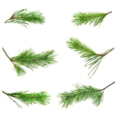 Çam ağacı seti, izole edilmiş. Ladin dalı, çam ağacı. Noel bitkisi. Kış zamanı konsepti. Alternatif tıpta birçok hastalığın tedavisinde çam dalları, dikenler ve koniler kullanılır..
