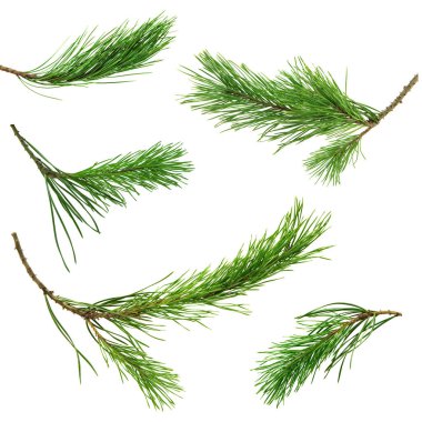 Çam dalları izole edilmiş. Çok güzel bir köknar ağacı dalı. Mevsimlik tatil doğa dekorasyonu. Reklamlar, kartlar, posterler, web tasarımları, başlıklar, bölücüler için. Yeni yıl, Noel, Xmas.